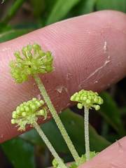Hydrocotyle mexicana
