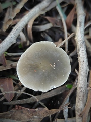Pluteus cinereofuscus