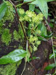 Hydrocotyle mexicana