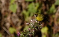 Crithagra citrinelloides