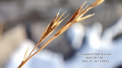 Cleistogenes caespitosa