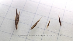 Cleistogenes caespitosa