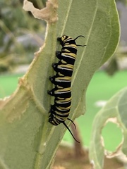 Danaus plexippus portoricensis
