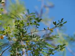 Dendrolobium dispermum
