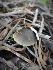 Pluteus cinereofuscus