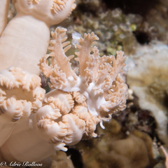 Phyllodesmium pinnatum