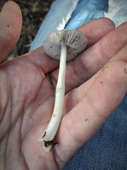 Pluteus cinereofuscus