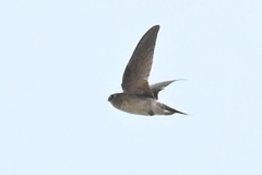 Aerodramus brevirostris