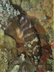 Hypoplectrodes wilsoni