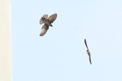 Aerodramus brevirostris