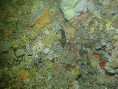 Hypoplectrodes wilsoni