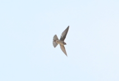Aerodramus brevirostris