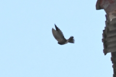 Aerodramus brevirostris