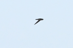 Aerodramus brevirostris