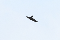 Aerodramus brevirostris