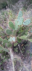 Opuntia elatior
