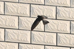Aerodramus brevirostris