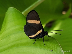 Isapis agyrtus