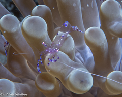 Ancylomenes sarasvati