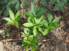 Rauvolfia verticillata