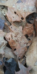 Cristulariella