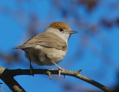 Eurasian Blackcap photo 2