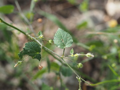 Sida cordata
