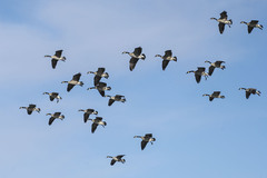 Branta canadensis