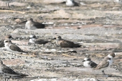Calidris acuminata