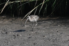 Numenius madagascariensis