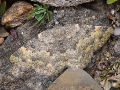 Charissa glaucinaria