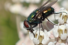Lucilia sericata