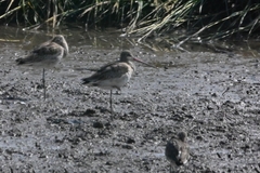 Limosa lapponica