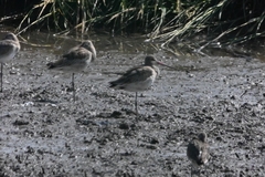 Limosa lapponica