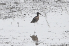 Limosa lapponica