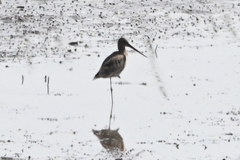 Limosa lapponica