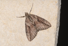 Thera cupressata