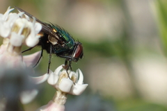 Lucilia sericata