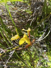 Disa aurata