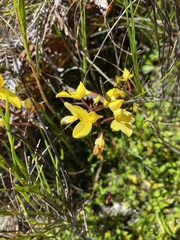 Disa aurata