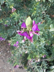 Polygala myrtifolia