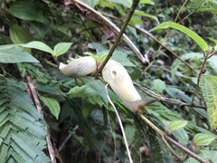 Urocyclidae