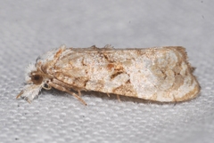 Phtheochroa rugosana