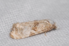 Phtheochroa rugosana