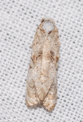Phtheochroa rugosana