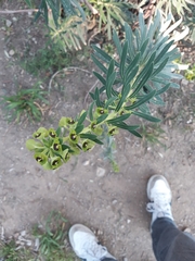 Euphorbia characias