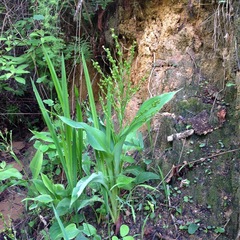 Chlorophytum zingiberastrum