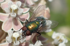 Lucilia sericata