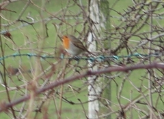 Erithacus rubecula