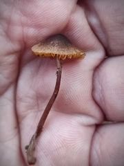 Conocybe